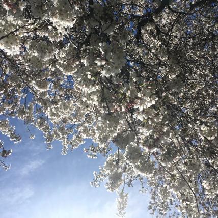 Cherry blossoms