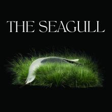 Seagull in grass