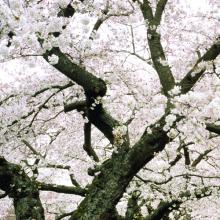 Close up of a blooming cherry tree on the UW quad