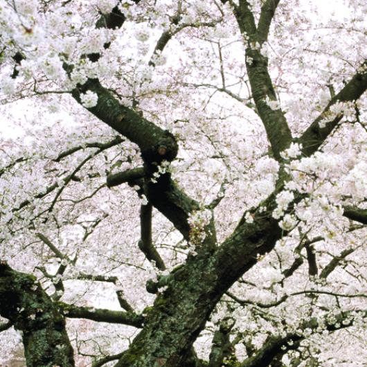 Close up of a blooming cherry tree on the UW quad