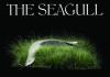 Seagull in grass