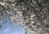 Cherry blossoms