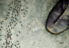 Monstrosity Banner